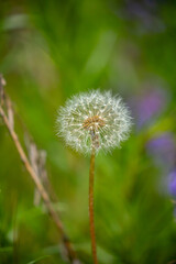 Obraz premium Dandelion close-up on a spring meadow. Dandelion seeds in the sunlight blowing away across a fresh green morning background