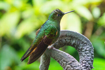 colibri,piccolo uccellino nell'equatore
