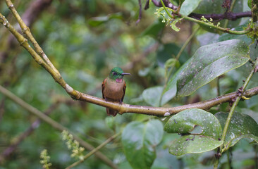 colibri,piccolo uccellino nell'equatore