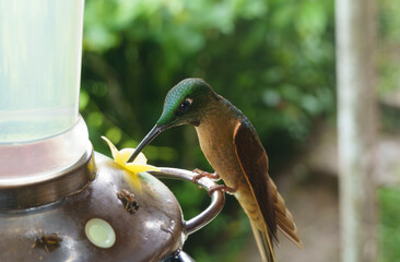 colibri,piccolo uccellino nell'equatore