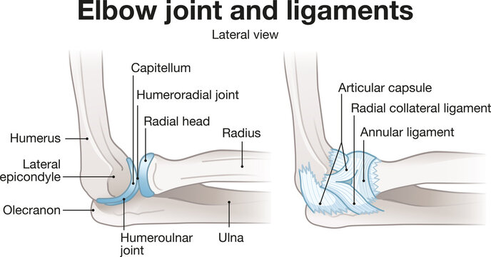 Elbow joint anatomy with ligaments capsule and lateral structures illustration