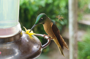colibri,piccolo uccellino nell'equatore