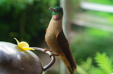 colibri,piccolo uccellino nell'equatore