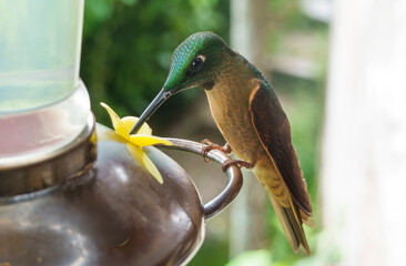 colibri,piccolo uccellino nell'equatore