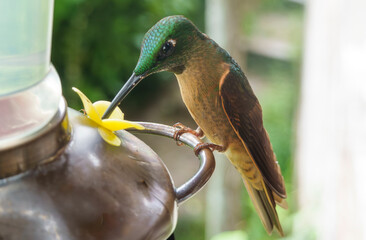 colibri,piccolo uccellino nell'equatore