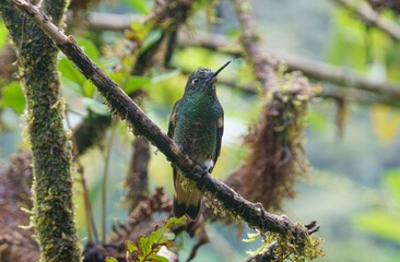 colibri,piccolo uccellino nell'equatore