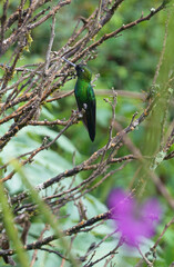 colibri,piccolo uccellino nell'equatore
