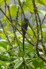 colibri,piccolo uccellino nell'equatore