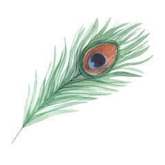 Fototapeta premium Peacock feather. Handmade watercolor illustration. For packaging design, cards, cover, wallpaper, prints, product labels and fabric.