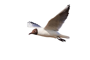 Black-headed gull in flight (Chroicocephalus ridibundus)