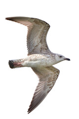 European herring gull in flight isolated (Larus argentatus)