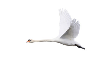 Mute swan in flight isolated (Cygnus olor)