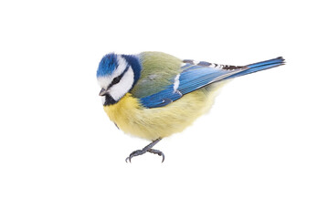 Eurasian blue tit isolated ( Cyanistes caeruleus )