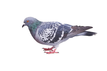 Pigeon bird isolated. Columbidae family