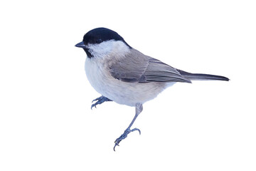 Marsh tit bird isolated (Poecile palustris)