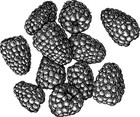 Handful of blackberries. Isolated ink sketch. Hand drawn vintage engraving illustration.