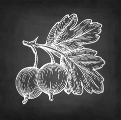 Gooseberry branch drawn in chalk style on a chalkboard background. Vintage illustration.