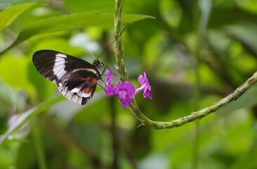 farfalle  tropicali di vario colore