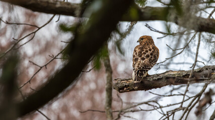 hawk on a branch