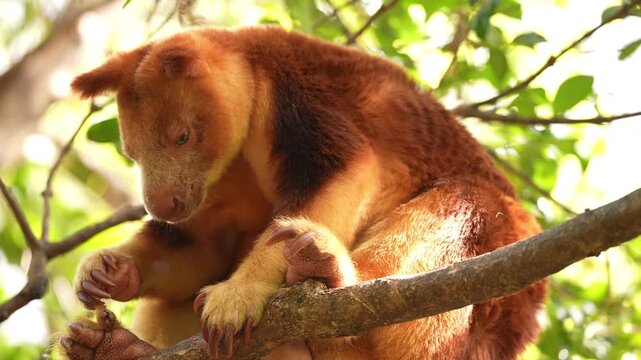 Goodfellow's tree-kangaroo (Dendrolagus goodfellowi), also called the ornate tree-kangaroo, is an endangered, long-tailed mammal native to rainforests of New Guinea and far northern Queensland.
