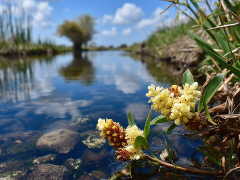 A close-up of green smartweed plants in a wetland.