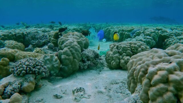 A variety of multicolored tropical fish swim on a beautiful flat-top on a shallow coral reef covered with plastic trash, in the evening light, Plastic Pollution of the Ocean.