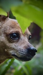 Close-up portrait of a miniature pinscher dog in profile, looking to the right. Outdoor natural light with green leaves and blurred background, shallow depth of field.