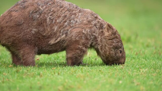 Wombat feeding in Australia. Wombats are stout, burrowing marsupials in Australia related to Koalas and Kangaroos. Slow motion 25 percent natural speed.