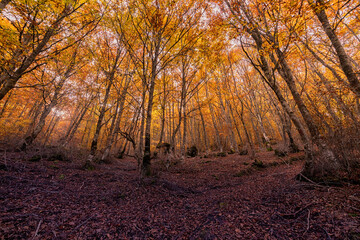 Fototapeta premium El bosque en otoño. Para contemplar una paleta de colores rica en matices, basta con detenerse a observar un bosque en otoño.