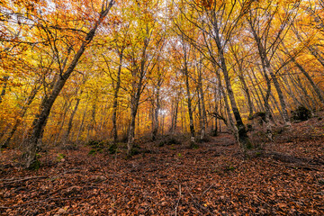 Obraz premium El bosque en otoño. Para contemplar una paleta de colores rica en matices, basta con detenerse a observar un bosque en otoño.