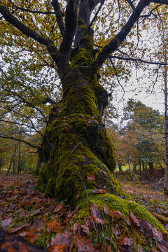 F&aacute;bricas de colores. Un ejemplo de los se&ntilde;ores del bosque que crean los colores que vemos.