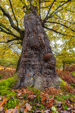 F&aacute;bricas de colores. Un ejemplo de los se&ntilde;ores del bosque que crean los colores que vemos.