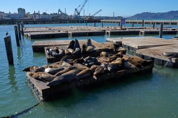 San Francisco, USA - October 27, 2025 - A large colony of sea lions basks on wooden docks at Pier 39 in San Francisco