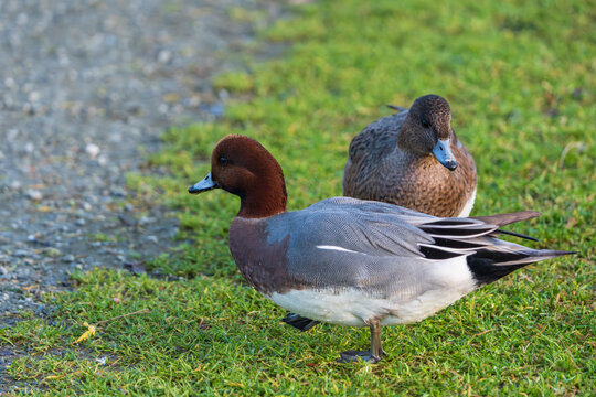 The Eurasian wigeon or European wigeon (Mareca penelope), also known as the widgeon or wigeon