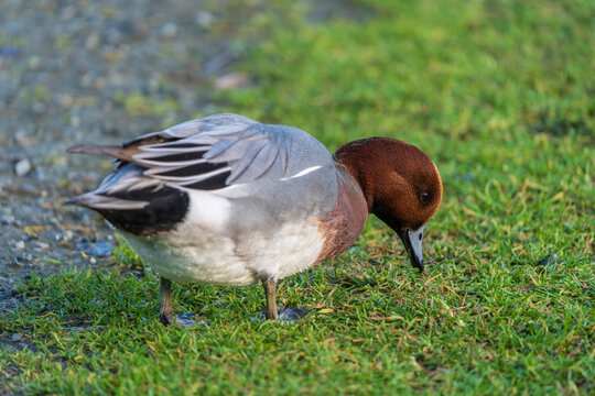 The Eurasian wigeon or European wigeon (Mareca penelope), also known as the widgeon or wigeon