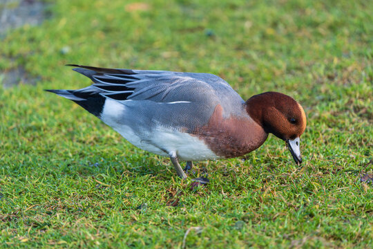 The Eurasian wigeon or European wigeon (Mareca penelope), also known as the widgeon or wigeon