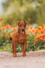 A miniature pinscher puppy outside in a park. A cheerful brown dog surrounded by flowers.