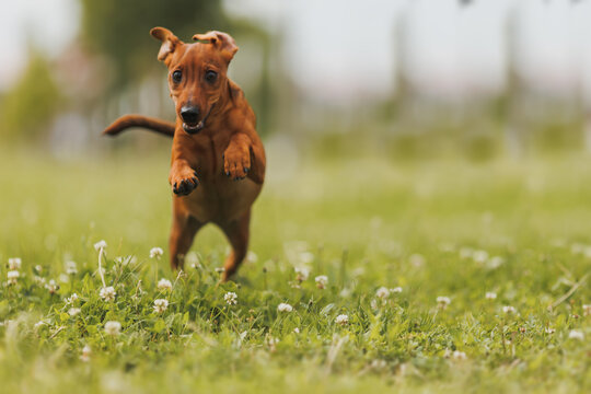 A miniature pinscher puppy outside in a park. A cheerful brown dog surrounded by flowers.