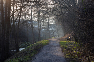 Obraz premium A path through a forest with a bench on the side