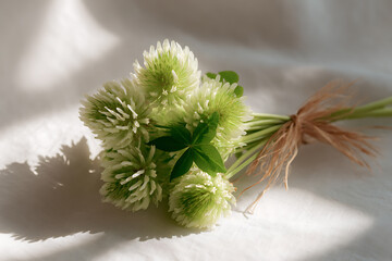Fototapeta premium botanical arrangement, bouquet of three-leaf clover with a fresh, bright composition, natural twine tie, soft sage green palette, and white background with subtle shadows