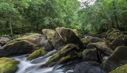 Fototapete Wald Fluss stream in the forest  © JoseStewart