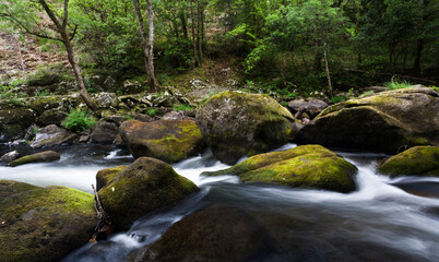 Fototapeta premium river in movement in the forest