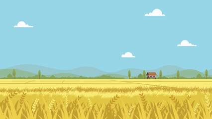 Agricultural Scenery with Rolling Hills and Summer Sky.Golden rice field during harvest season