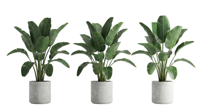 Three Green Strelitzia Nicolai Plants in Gray Pots isolated on transparent background
