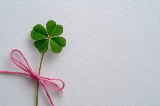 Four leaf clover tied with pink string on white background for good luck and celebration