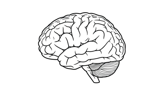 Detailed black and white line drawing of a human brain showing its complex folds and anatomical structures against a clean white background.