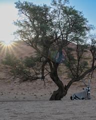 Vertical portrait of a Gemsbok Oryx (Oryx gazella) standing by an acacia tree with sunset rays beaming behind the Elim Dune