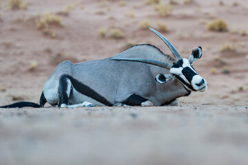 Full frame shot of a Gemsbok Oryx (Oryx gazella) lying on the ochre sand and scratching its back with its long straight horn