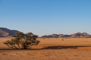 Solitary green tree casting a long dark shadow on the desert floor with rugged mountains rising in the distance at Sossusvlei