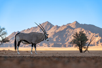 Low angle landscape view of a Gemsbok Oryx (Oryx gazella) standing in the cool shade of a sand dune with rocky mountains in the background